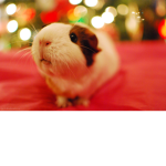 Leah_Guinea group!