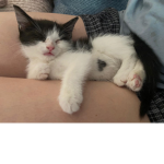 De rats and cats