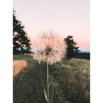 Dandelxons