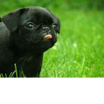 Pugsftw
