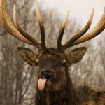 BIG MOOSE SQUAD Group Thumbnail