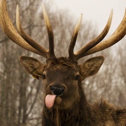BIG MOOSE SQUAD Roblox group icon