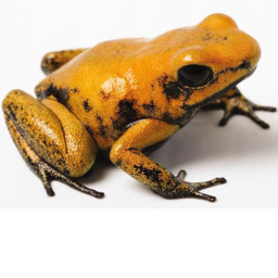 FROG TAG