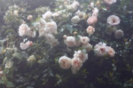 beauty’s flowers