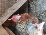 Dah Garden Chix