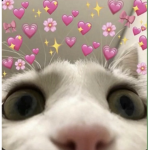 letomash cloves:3