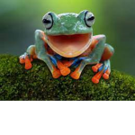 FROGS UNITED FOR JUSTICE AND RESPECT