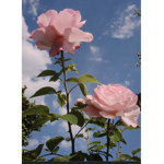 Blush’s peaches
