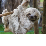 #SlothsForever