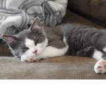 Little Kittens!!!!!