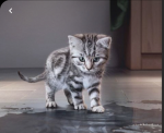 Lucasuwucat
