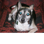 Doggy Studios :D