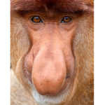 MONKEHHHHH