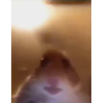 The Hamster cuIT