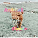 Animal Obsessive
