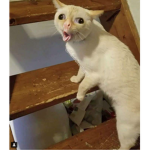【I】【n】【o】【k】【o】