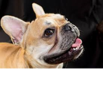 Frenchbulldogos