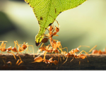 kingdom_ant