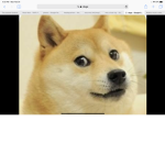 D o g e studios