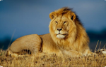 lions Group forever
