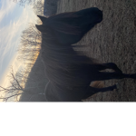 Horses for lifers!