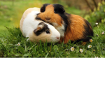 Give me a P give me a I give me a G! PIGS!