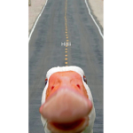 DUCK ARMY KID!!!