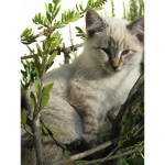 .+*Littlewarriorkitten_official*+. Warrior cats