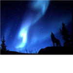 ~ Midnight Wolves ~