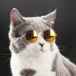 Obby Dos Gamers And Cats!