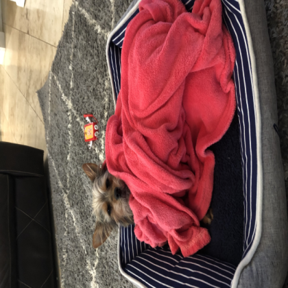 dog in a blanket Roblox decal
