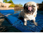 ~dogs forever~