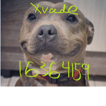 Xvade