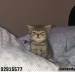 .custody