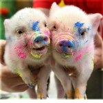 Golden Pigs