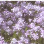 -floral apparel-