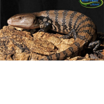 THE LIZARD GANG!