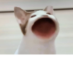 The Cat Army :3!