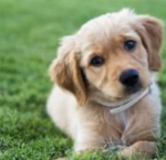 Make friends with puppy’s