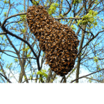 The Group Of Bee Swarm Simulator Fans!