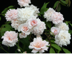 The beautiful rose ;)