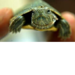 turtlee