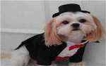 I love Dogs!
