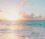 Sunshine seashell