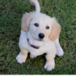 Loves-Puppys
