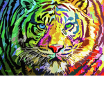 Big Cat are the best