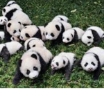 Swimming pandas