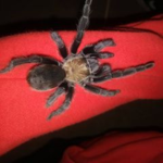 Tarantulas Studios