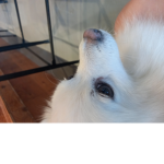 놀이동산 타이쿤 그룹
