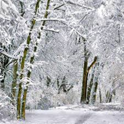 Winter obby